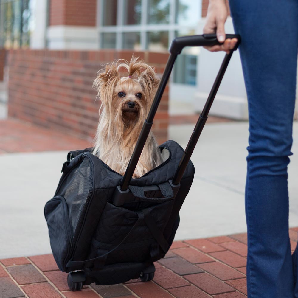 Dog Carriers