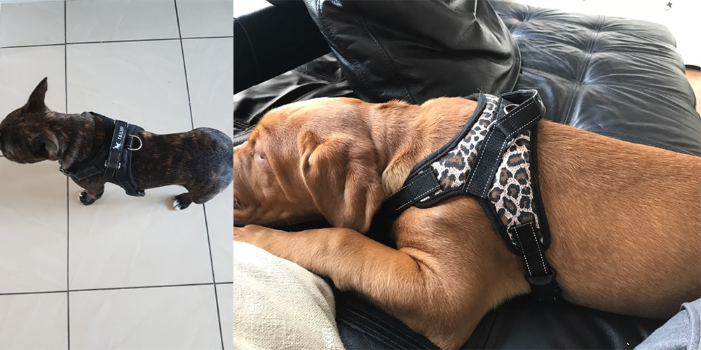 puppy harness