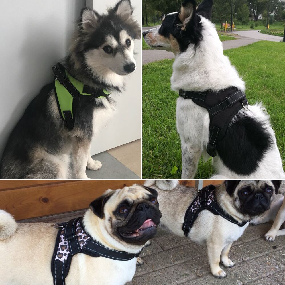  best dog harness