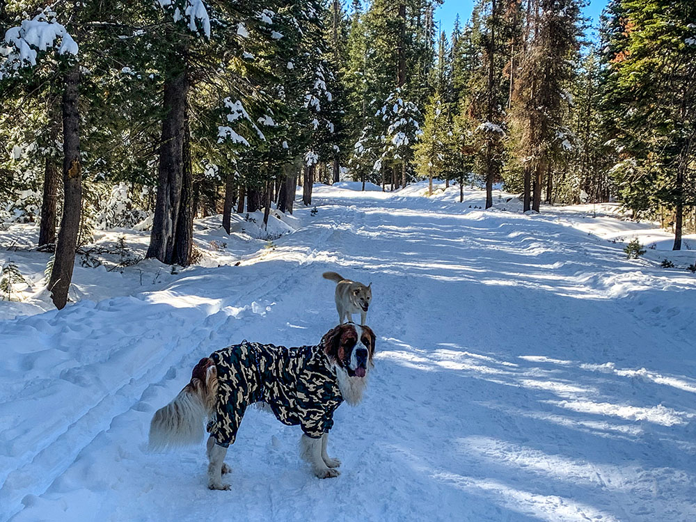 larger dog snowsuit 