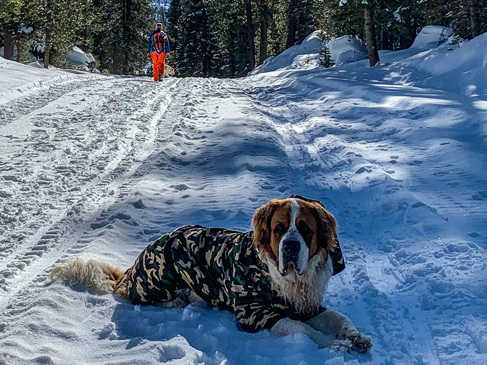 larger dog snowsuit 