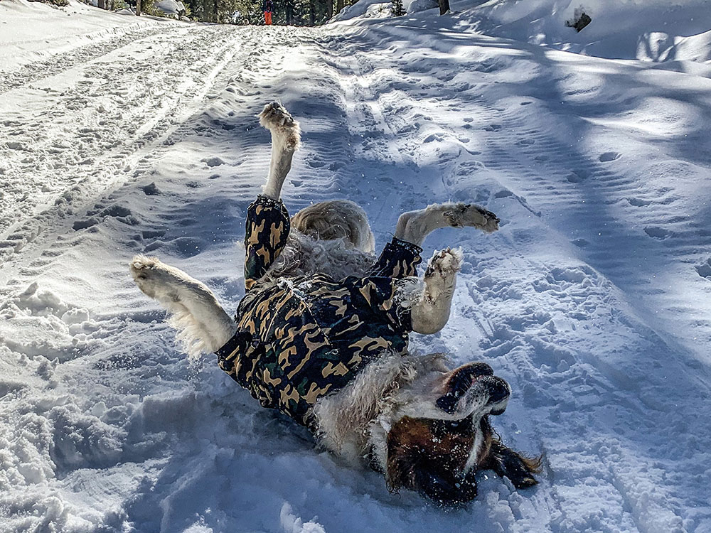 larger dog snowsuit 