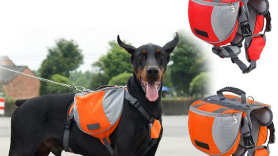 Top 3 Large Dog Backpack Harness
