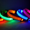 MEGA LED Safety Dog Collar