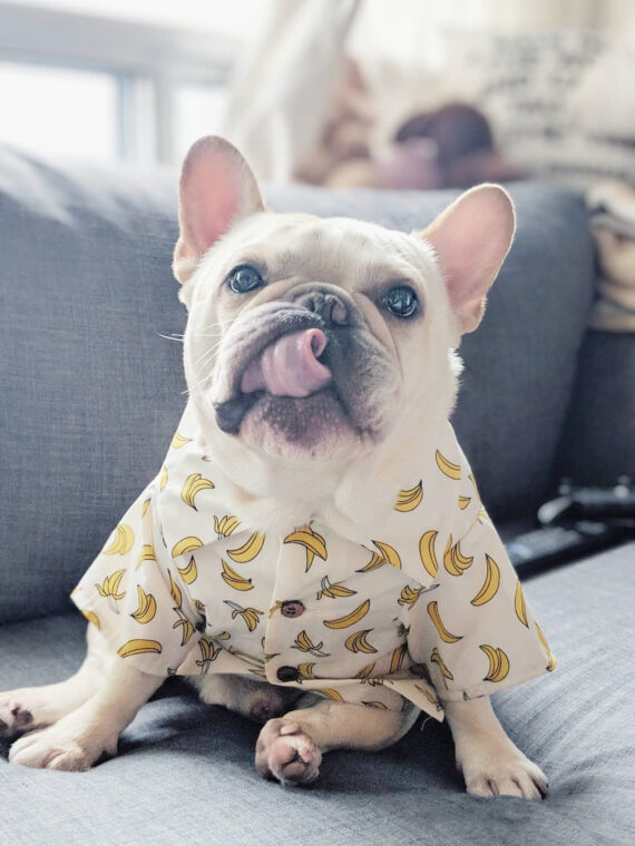 DogMEGA Hawaiian Shirt for Dog