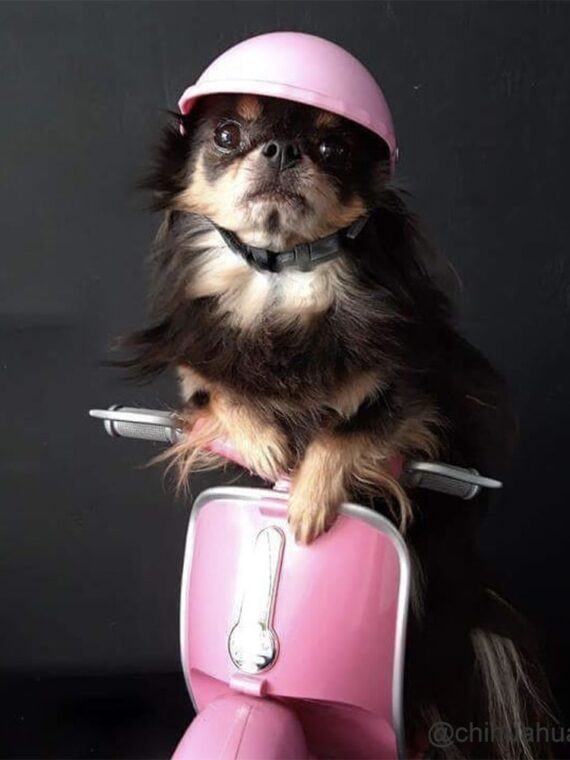dog helmet and goggles