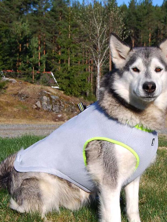 DogMEGA Dog Cooling Vest Harness Cooler Jacket