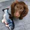 Jumping Fish Interactive Dog Toy