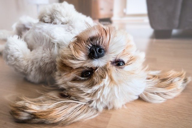 Dog happy with toy
