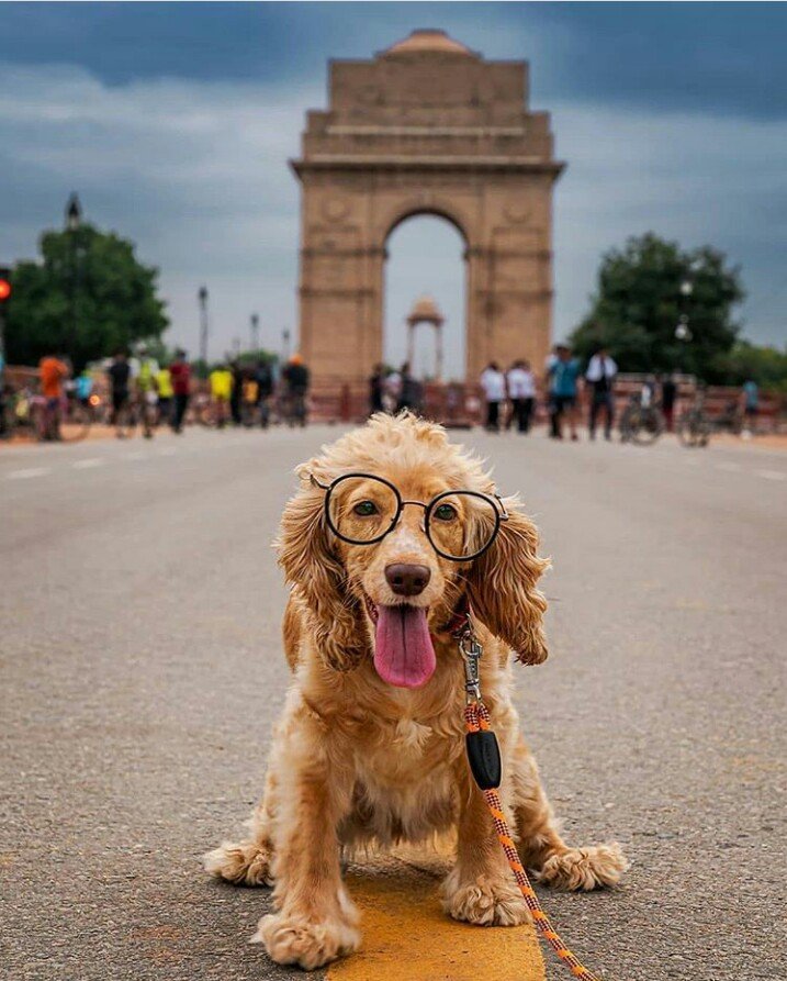 dog travel