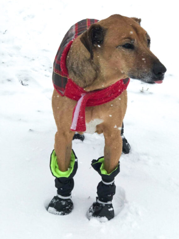 DogMEGA Dog Waterproof Boots | Nonslip Warm Lining Rubber Sole Boots for Winter