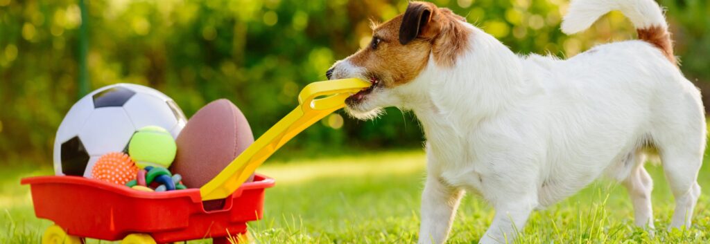 Dog Toys