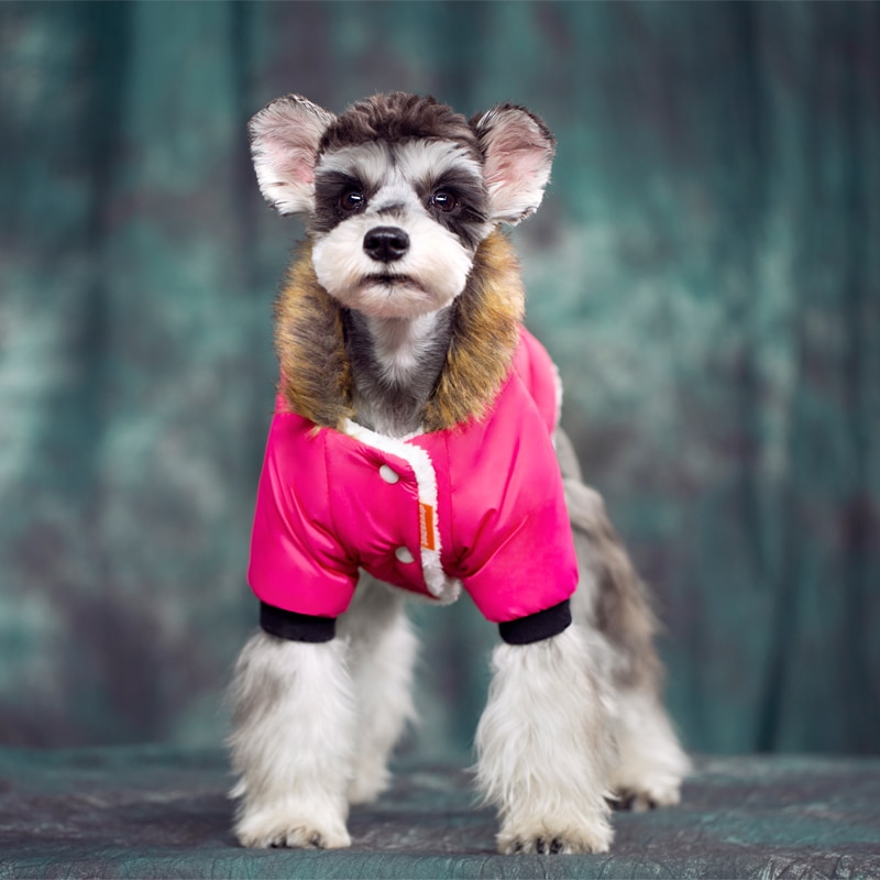 DogMEGA Warm Two-Legged Plush Vest Hoodie | Autumn And Winter Clothes for Small Dog