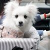 DogMEGA Puppy Car Seat