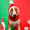 DogMEGA™ Fashion Simple Autumn And Winter Woolen Hat for Dog