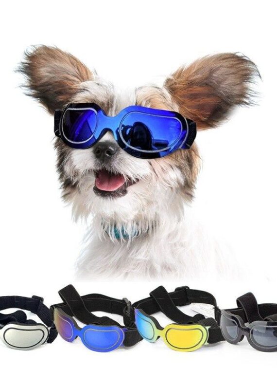 Stylish Sunglasses for Dogs