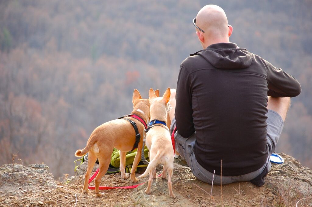 Dog travel