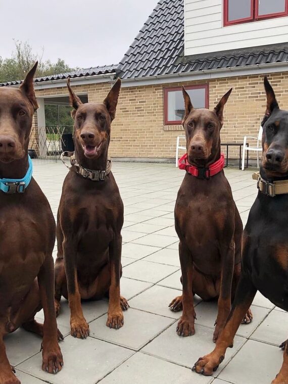 Adjustable Nylon Wear-Resistant Tactical Pet Collar