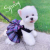 Cute Dog Dress with Laces