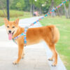 No Pull Dog Harness Set Bohemian Style with Leash