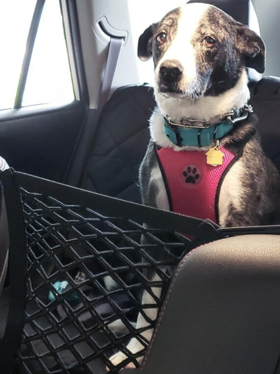 Safety Gate Anti-collision Mesh Pet Accessories For Dogs
