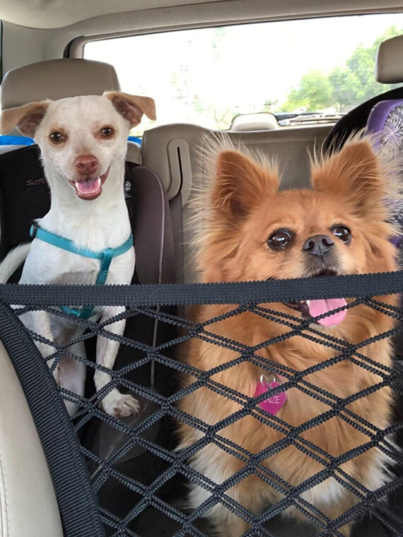 Safety Gate Anti-collision Mesh Pet Accessories For Dogs