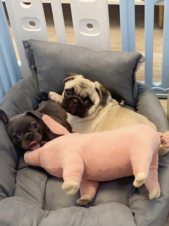 DogMEGA Pig Stuffed Toys for Dogs - Dog Toys Antistress