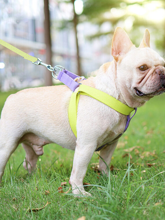 Adjustable Dog Harness Vest Colorful No Pull