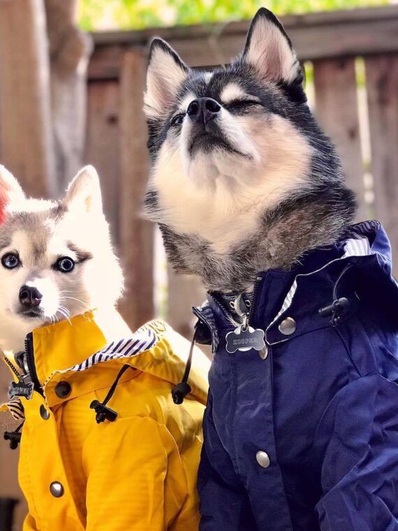 Dog Raincoat Windproof and Rainproof 4 Colors 8 Sizes