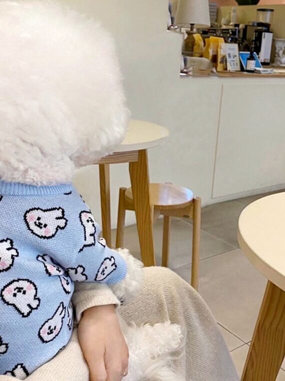 Knitted Sweaters For Dogs To Move Comfortably