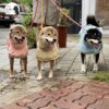 Waterproof Reflective Raincoat - What To Wear For Dogs In The Rainy Season?