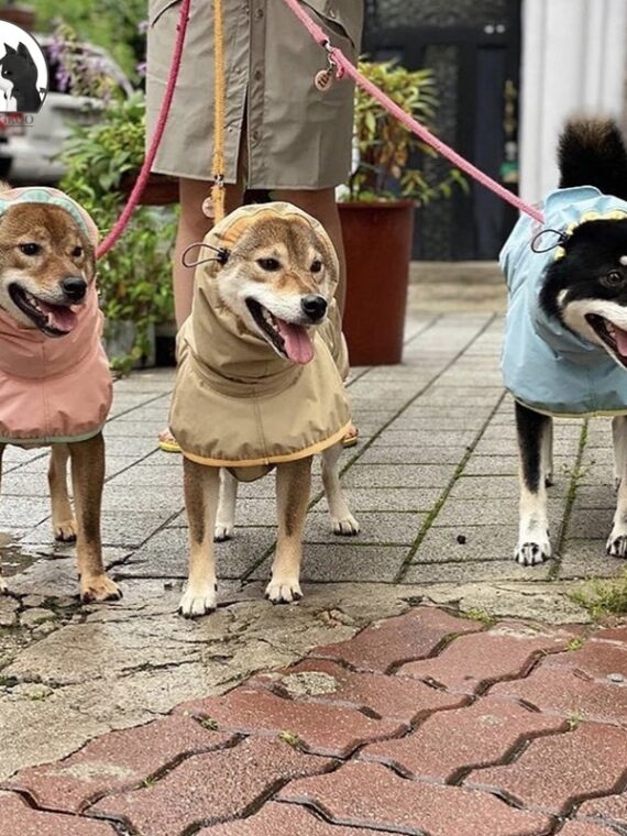 Waterproof Reflective Raincoat - What To Wear For Dogs In The Rainy Season?