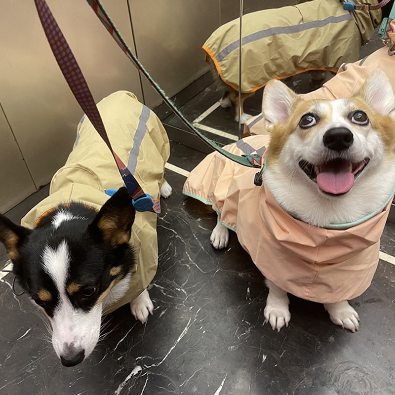 Waterproof Reflective Raincoat - What To Wear For Dogs In The Rainy Season?