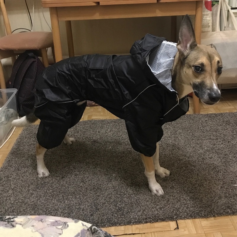 Cool Black Raincoat - Prestigious Raincoat In Domega
