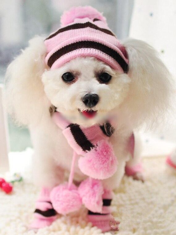Winter Accessory Set For Dog – Knitted Hat, Scarf, And 4 Socks