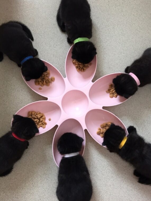 Flower-shaped Food Bowl For Dog - 6 In 1