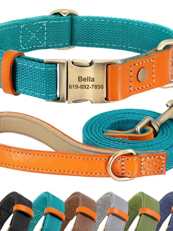 Dog Personality Collar - Bright Colors