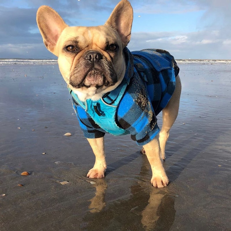 Stylish Hoodie - With Convenient Pockets For Dogs