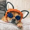 Cute Animal Formation Hats For Dogs
