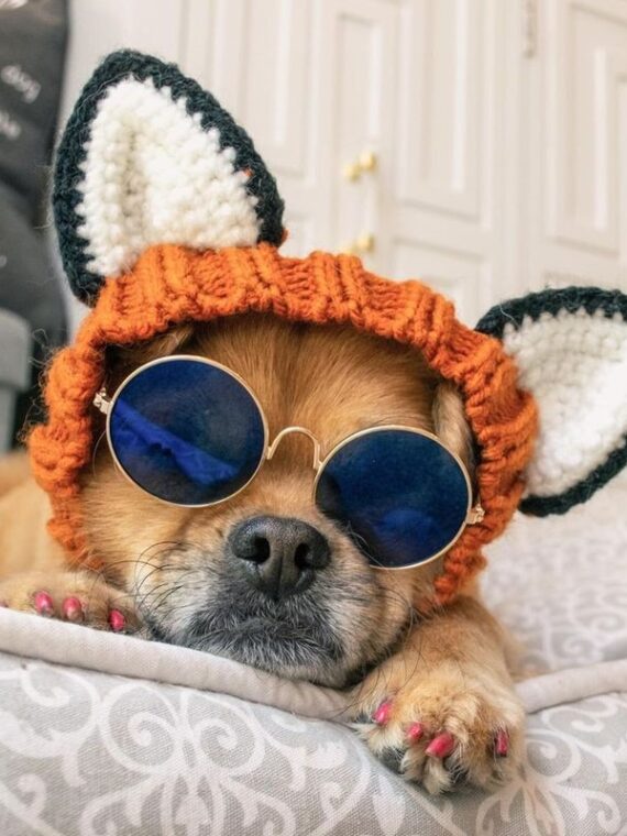 Cute Animal Formation Hats For Dogs