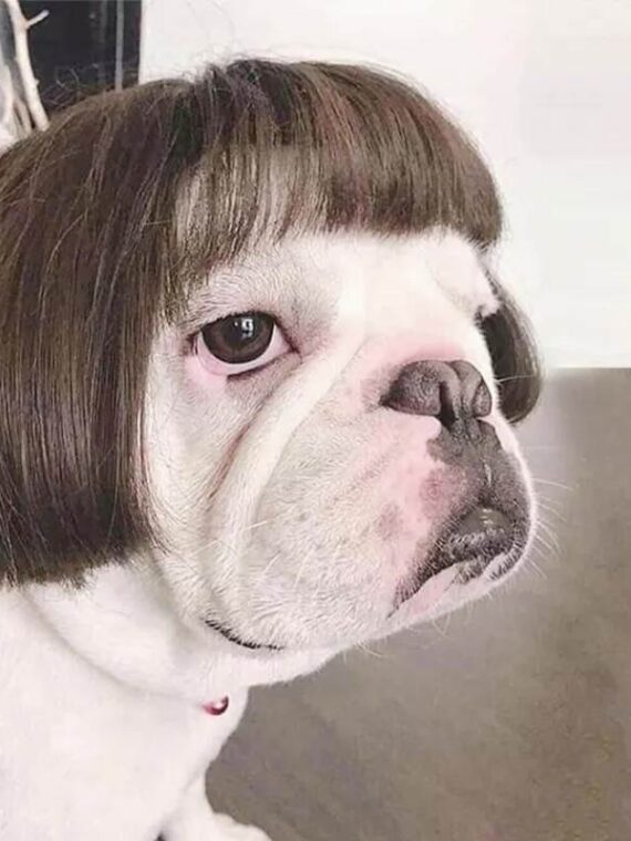 Hot Trend Wig For Dog - Stylish And Fashion