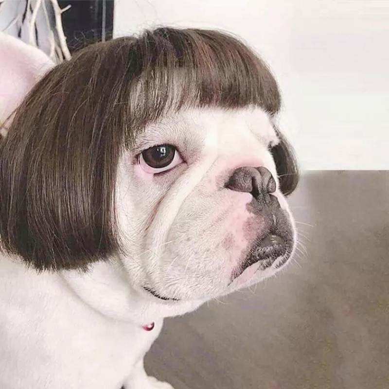 Hot Trend Wig For Dog – Stylish And Fashion