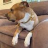 Stainless Steel Chain - Unique Collar Accessory For Dog