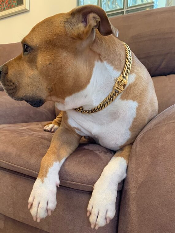 Stainless Steel Chain – Unique Collar Accessory For Dog