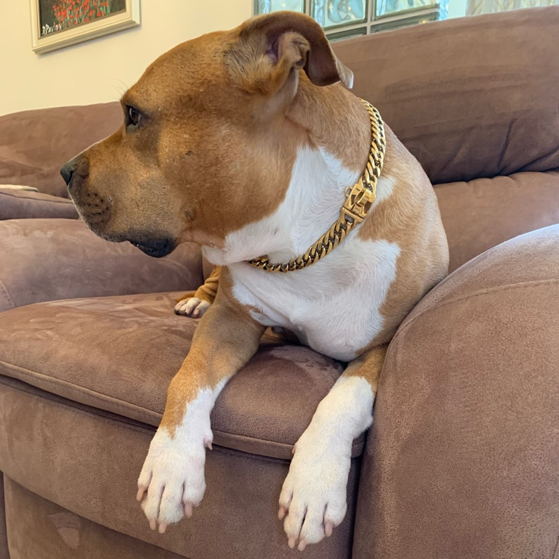 Pet-Chain-Dog-Collar-Leash-17mm-Gold-Stainless-Steel-Necklace-French-Bulldog-Pitbull-Collar-Strap-Dropshipping[1]