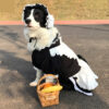 Cute and Funny Maid Outfit For Dogs