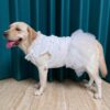 Fluffy Princess Bow Dress For Dogs