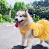 Cool Summer Dress With Chrysanthemums For Dogs