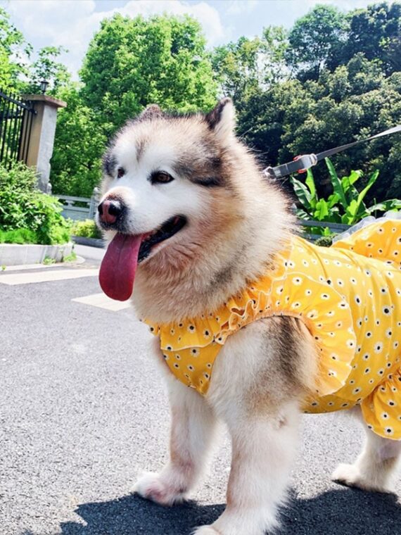 Cool Summer Dress With Chrysanthemums For Dogs