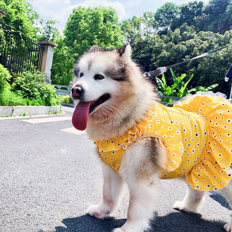 Cool Summer Dress With Chrysanthemums For Dogs